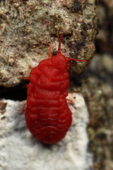 Neosteingelia texana