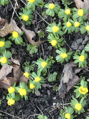 Eranthis hyemalis