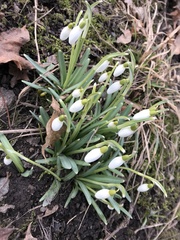 Galanthus nivalis