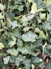Hedera helix