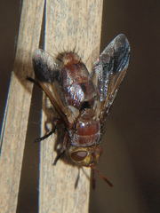 Chromatophania