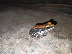 Hydrophylax bahuvistara