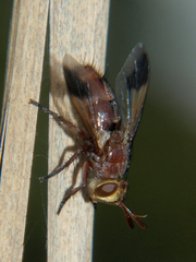Chromatophania