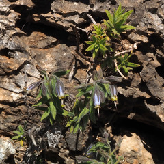 Podonosma orientalis