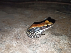 Hydrophylax bahuvistara