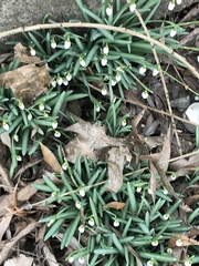 Galanthus nivalis