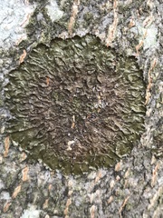 Fungi