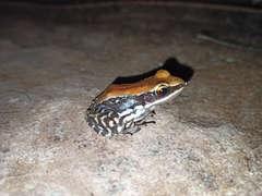 Hydrophylax bahuvistara