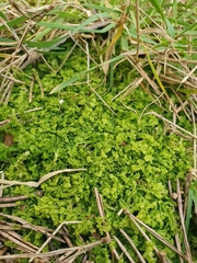 Lophocolea semiteres