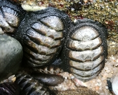 Chiton granosus