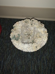 Trichoderma harzianum