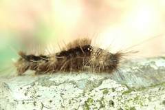 Dasychira chekiangensis