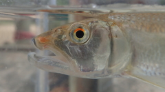 Opsariichthys bidens