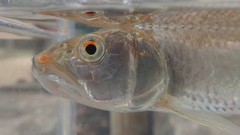 Opsariichthys bidens