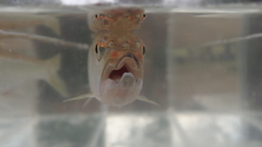 Opsariichthys bidens