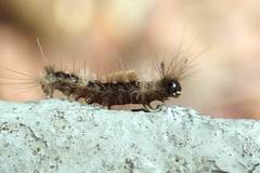 Dasychira chekiangensis