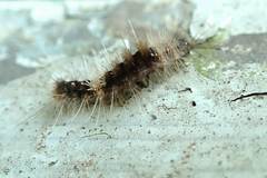 Dasychira chekiangensis