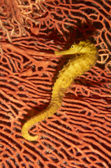 Hippocampus comes