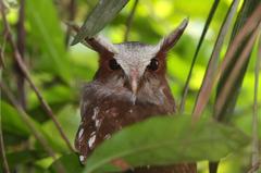 Crested Owl photo 5