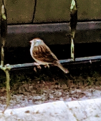 Spizella passerina image