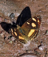 Telenassa berenice