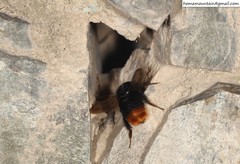 Bombus ignitus