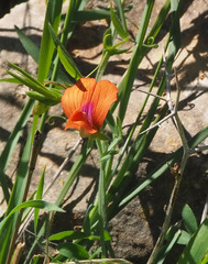 Lathyrus blepharicarpos