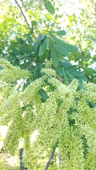 Apoplanesia paniculata