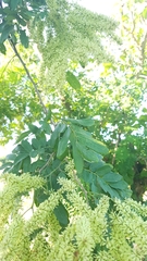 Apoplanesia paniculata