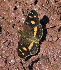 Telenassa berenice