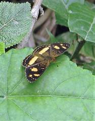 Telenassa berenice