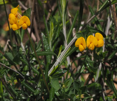 Lotus longisiliquosus
