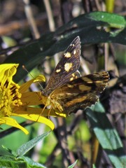 Telenassa berenice