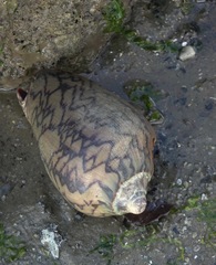 Cymbiola nobilis
