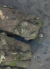 Cymbiola nobilis