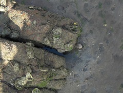 Cymbiola nobilis