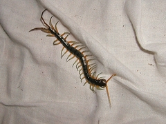 Scolopendra subspinipes