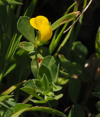 Lotus peregrinus