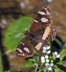 Telenassa berenice