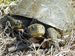 Mauremys caspica