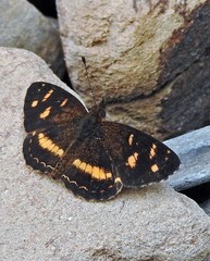 Telenassa berenice