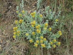Teucrium aureum