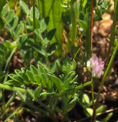 Astragalus asterias