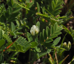 Astragalus asterias