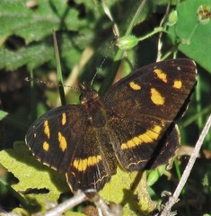 Telenassa berenice