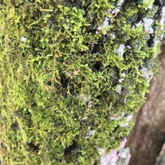 Forsstroemia trichomitria