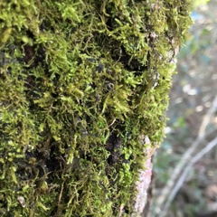 Forsstroemia trichomitria