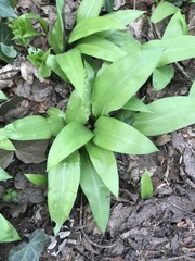 Allium ursinum