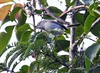 Cozumel Blue-gray Gnatcatcher - Photo (c) upupamartin, some rights reserved (CC BY-NC-ND), uploaded by upupamartin