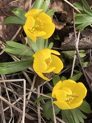 Eranthis hyemalis